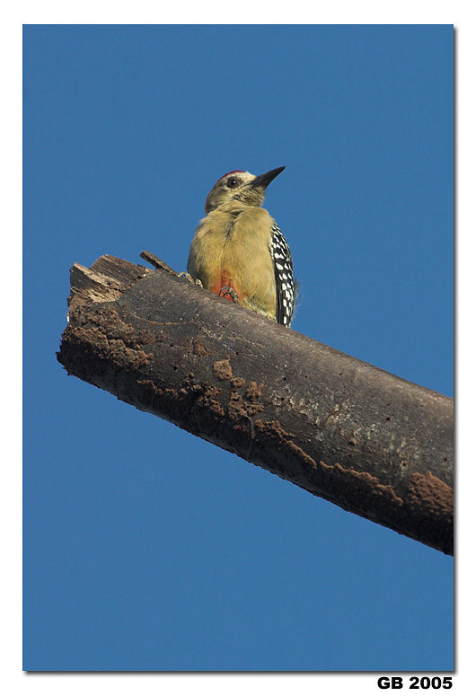 RED-CROWNED WOODPECKER